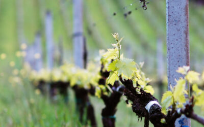 Varnaccia di San Gimignano Wine Region