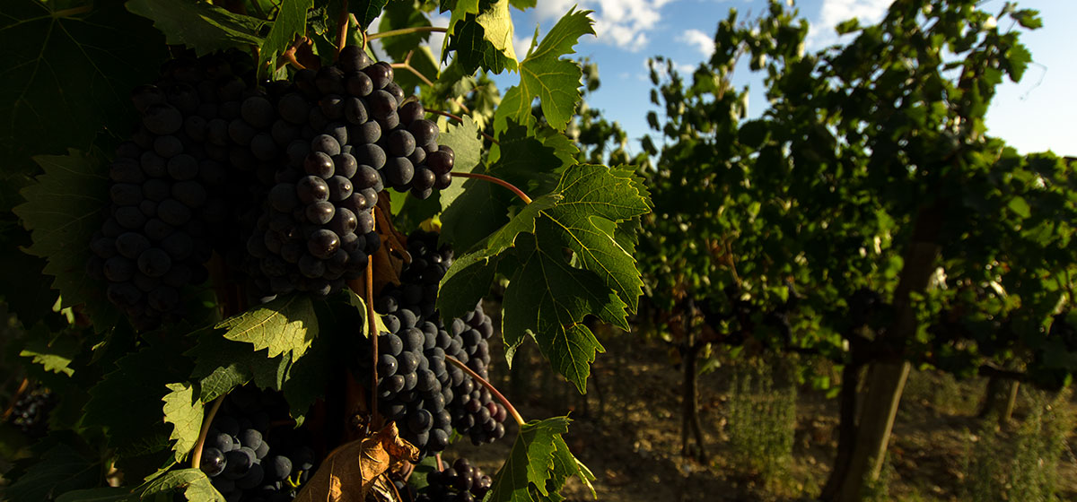 Chianti Wine Tour